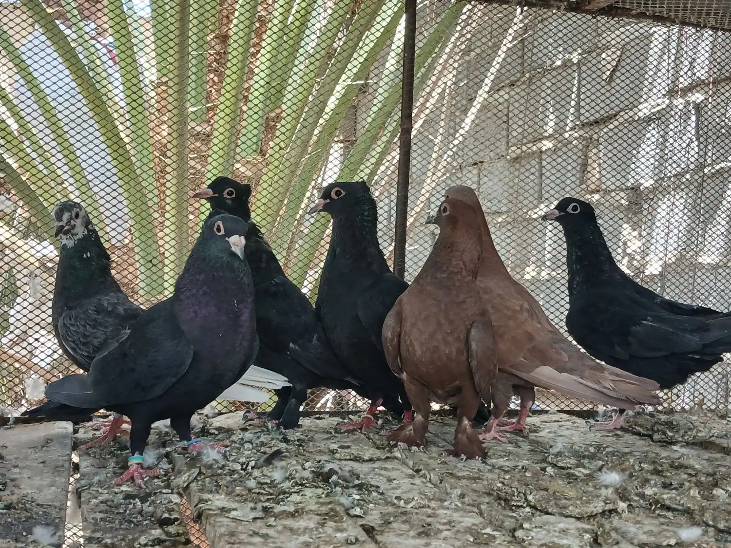 کبوتر|پرنده|بم, |دیوار