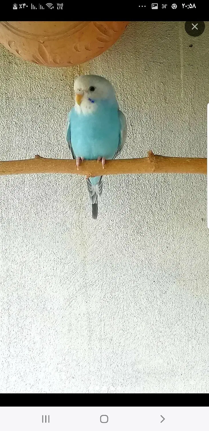 مرغ عشق گمشده|پرنده|شبانکاره, |دیوار