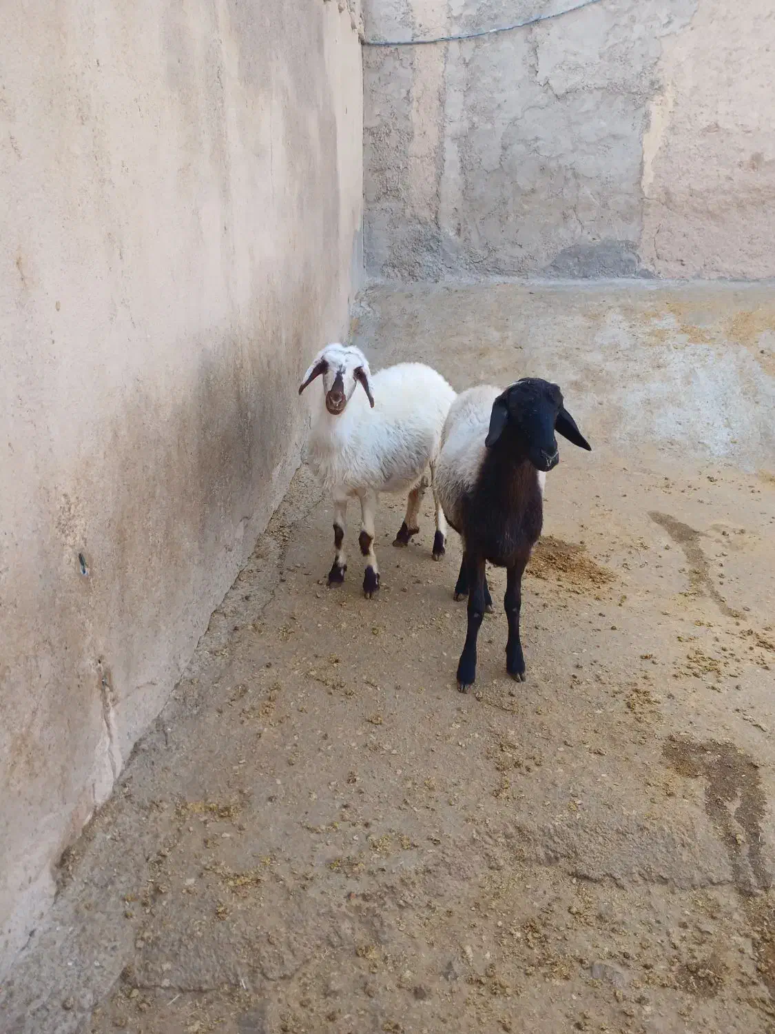فروش قوچ سه۳شیره ودوراس بره ماده|حیوانات مزرعه|قلقل رود, |دیوار