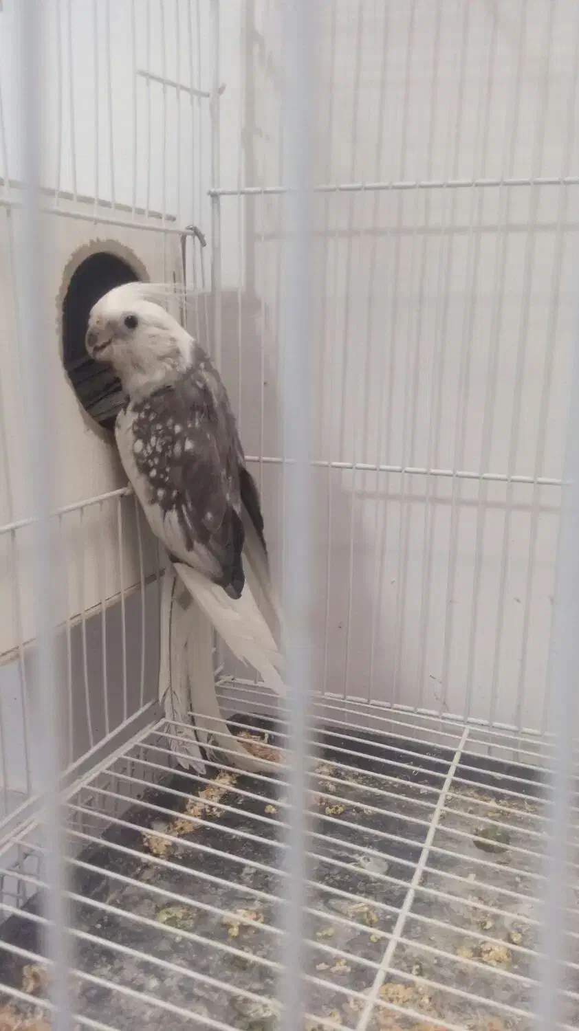 راهب دستی وعروس هلندی و....|پرنده|نیشابور, گنبد سبز|دیوار