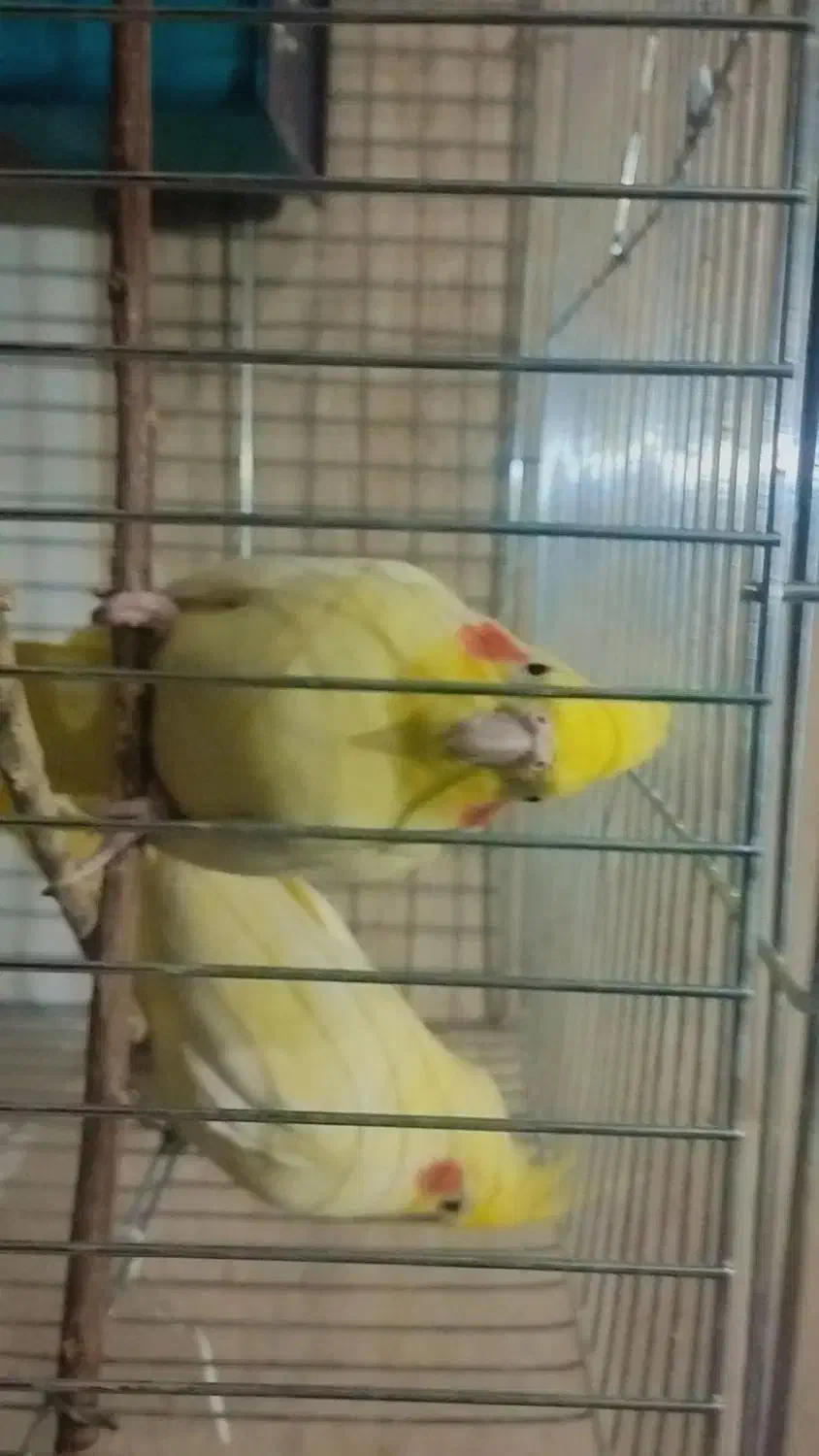 فروش|پرنده|علیآباد کتول, |دیوار