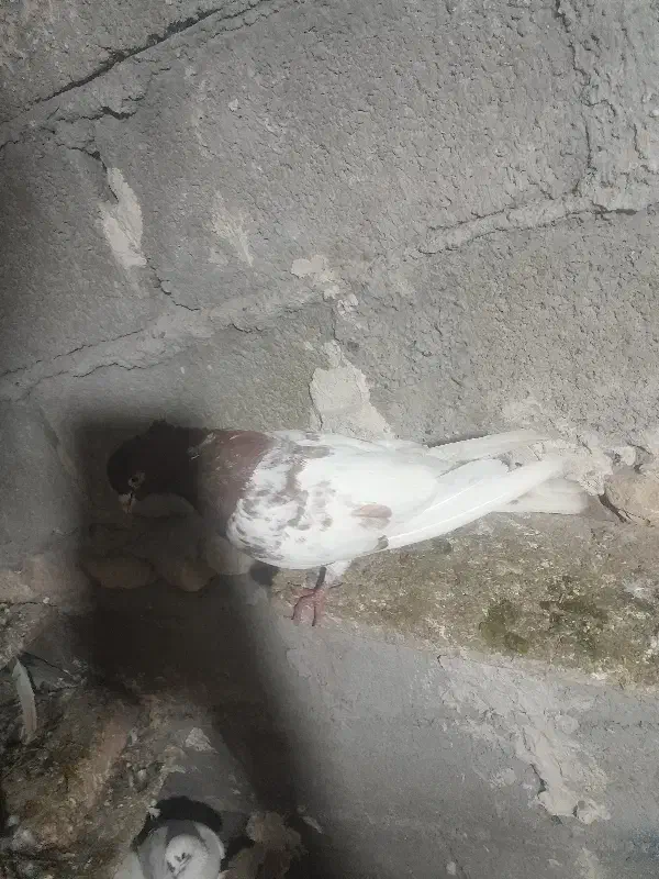 کبوتر نر|حیوانات|پارس‌آباد, |دیوار