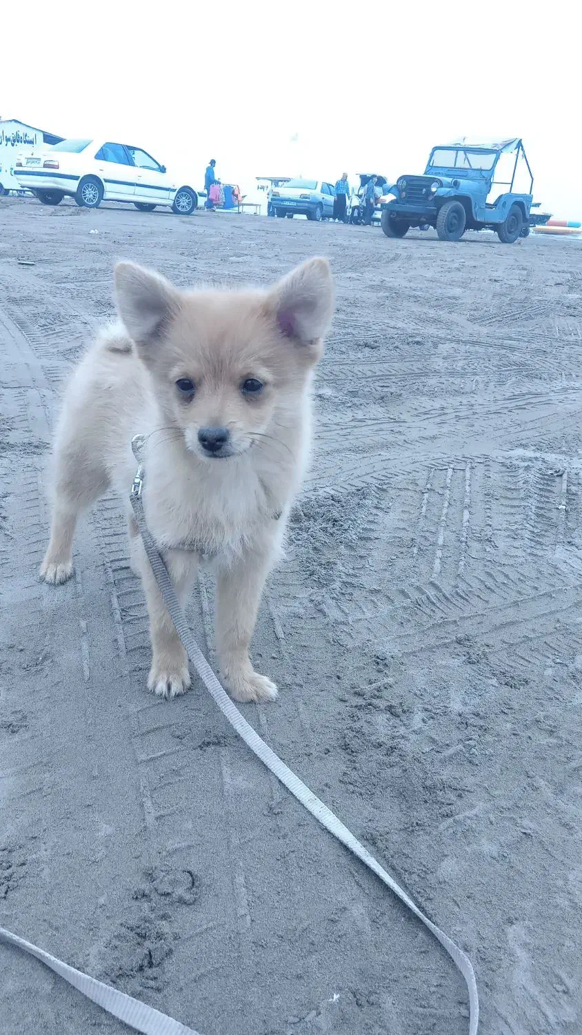 پامرین روباهی ۴ ماه|سگ|بندر انزلی, اطبا|دیوار