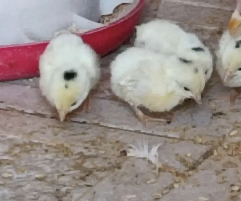 جوجه مرغ مینیاتوری (جاپانیز)|حیوانات مزرعه|هشتگرد, فاز ۲ مهستان|دیوار