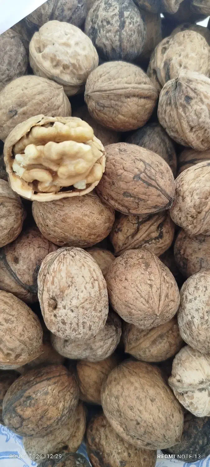 سرگرمی وفراغت|کلکسیون و سرگرمی|تبریز, |دیوار