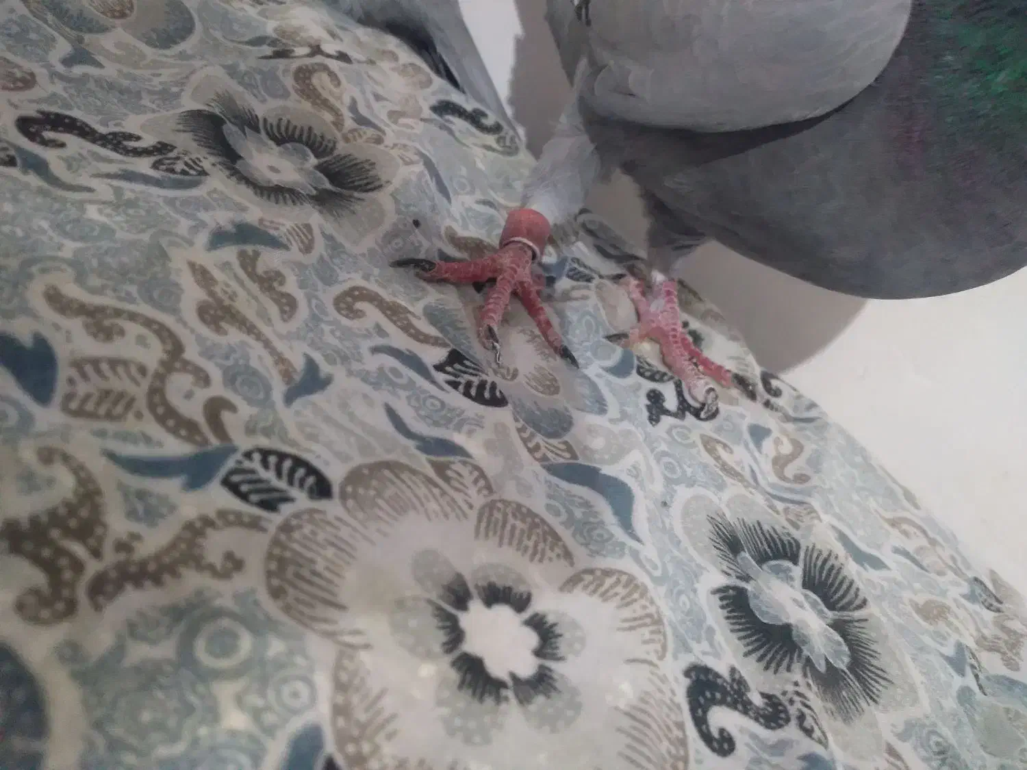 کبوتر|پرنده|اهر, |دیوار