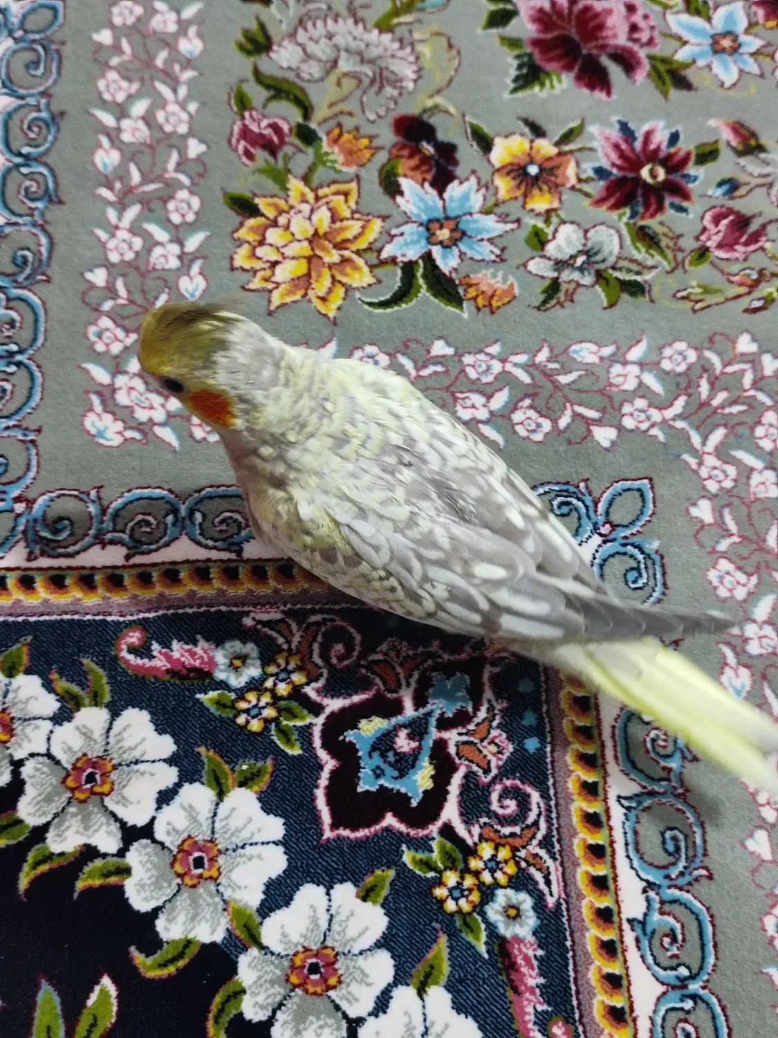 جوجه عروس هلندی|پرنده|پاکدشت, پاکدشت (مامازند)|دیوار