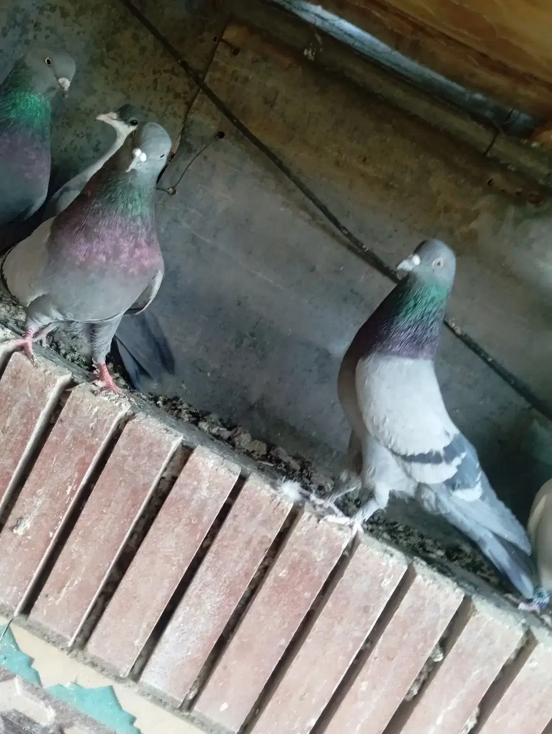 سبز ملقی ماده.|پرنده|بم, |دیوار