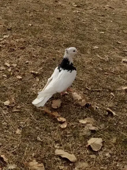 گمشده مژدگانی میدهم|پرنده|مریوان, |دیوار