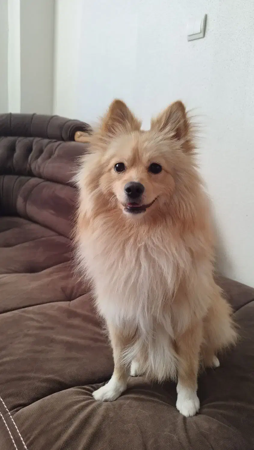 پامر روباهی یک ساله تربیت شده|سگ|شاهینشهر, مسکن مهر|دیوار