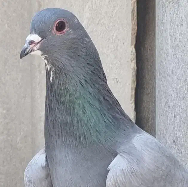 خرقه روس سبز و زره|پرنده|اصفهان, شهرک کاوه|دیوار