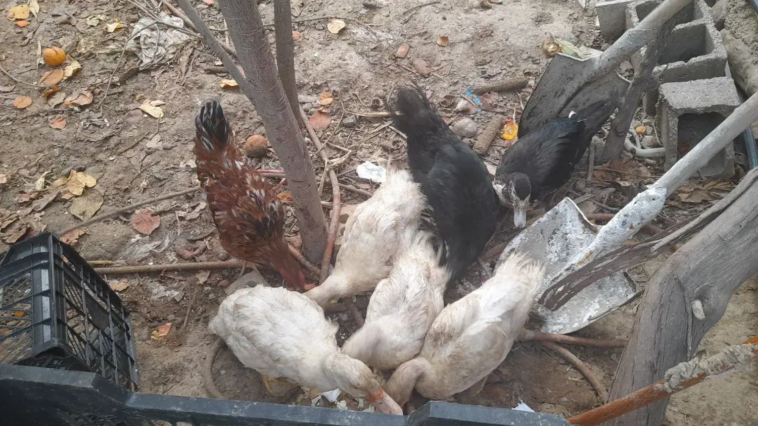 جوجه اردک خارجی|حیوانات مزرعه|صادق آباد, |دیوار