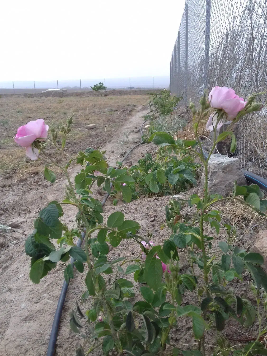 زمین فنس‌کشی ،محدوده کلاته سالار/۱۰۰متری شهرک ملی|فروش دفتر صنعتی، کشاورزی، تجاری|سبزوار, قصبه شرقی|دیوار