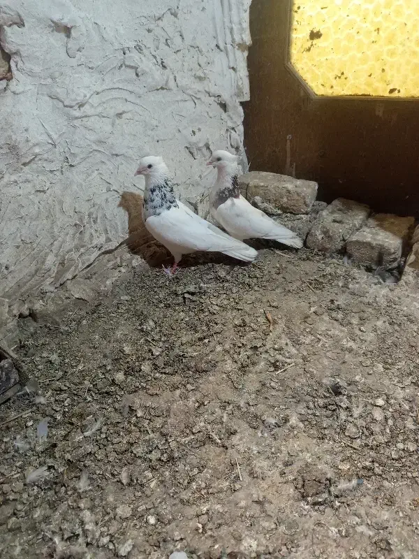 کبوتر طوقی|پرنده|گنبد کاووس, |دیوار