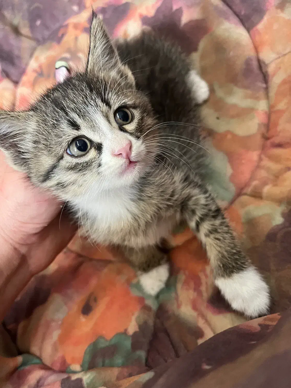 واگذاری به شخص متعهد و حیوان دوست|گربه|کرمان, |دیوار