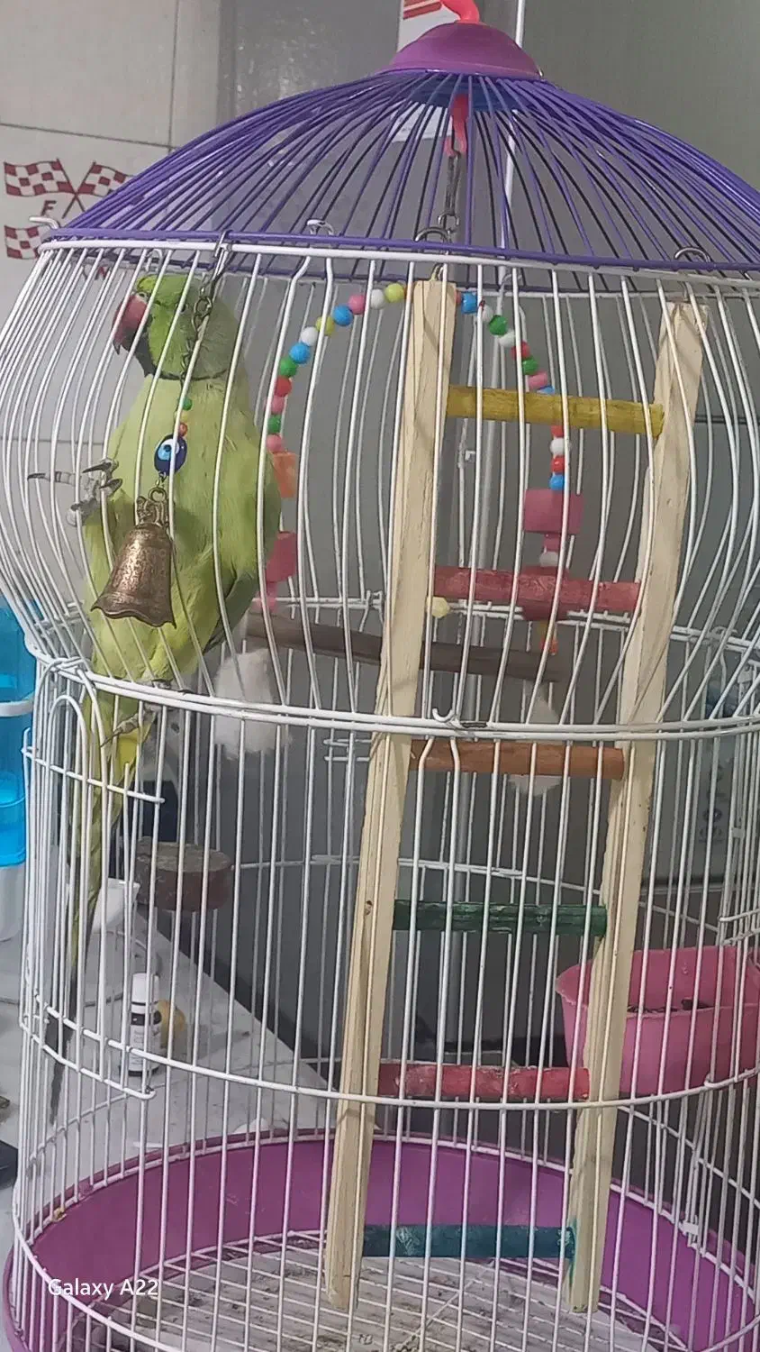 طوطی ملنگونر|پرنده|بم, |دیوار