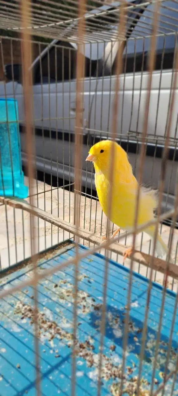 ۳  تا قناری.عروس هلندی  معاوضه|پرنده|شیراز, کوشک میدان|دیوار