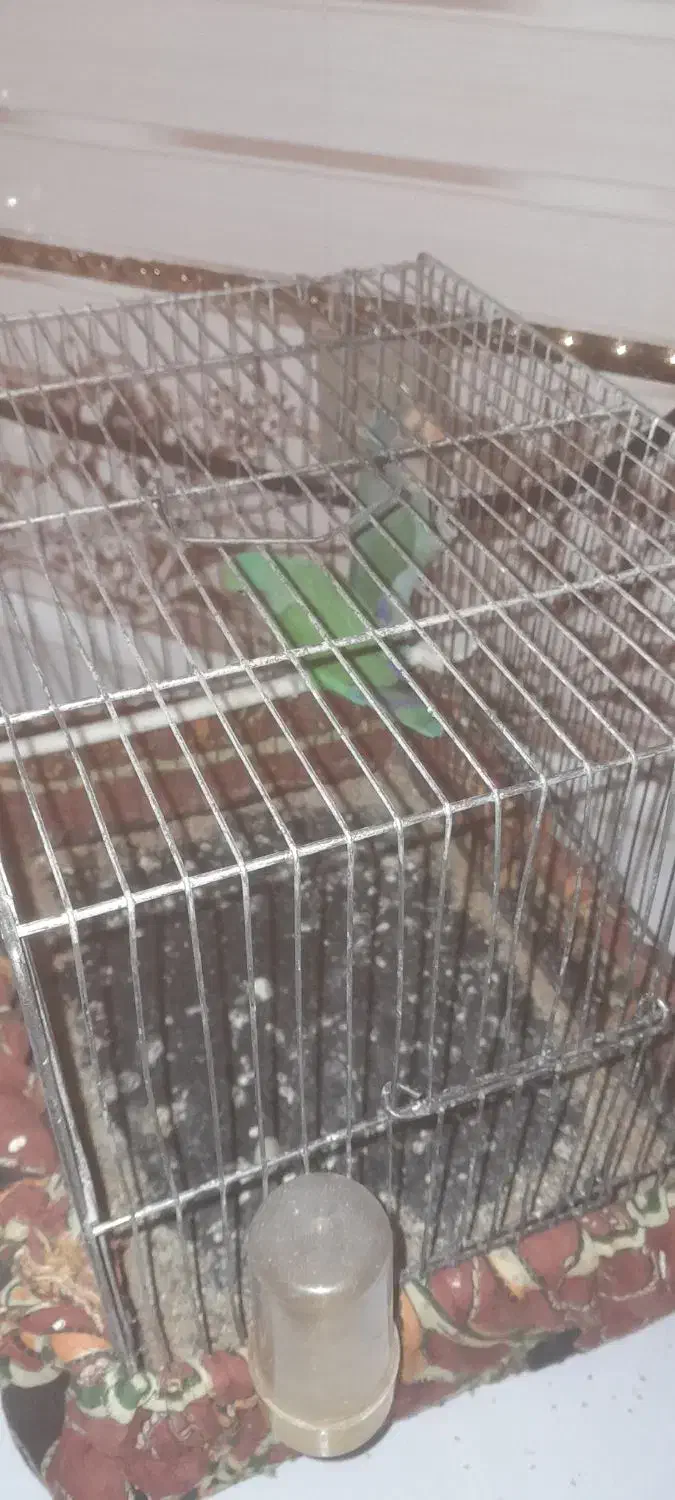 یک جفت کوتوله برزیلی|پرنده|سلامی, |دیوار