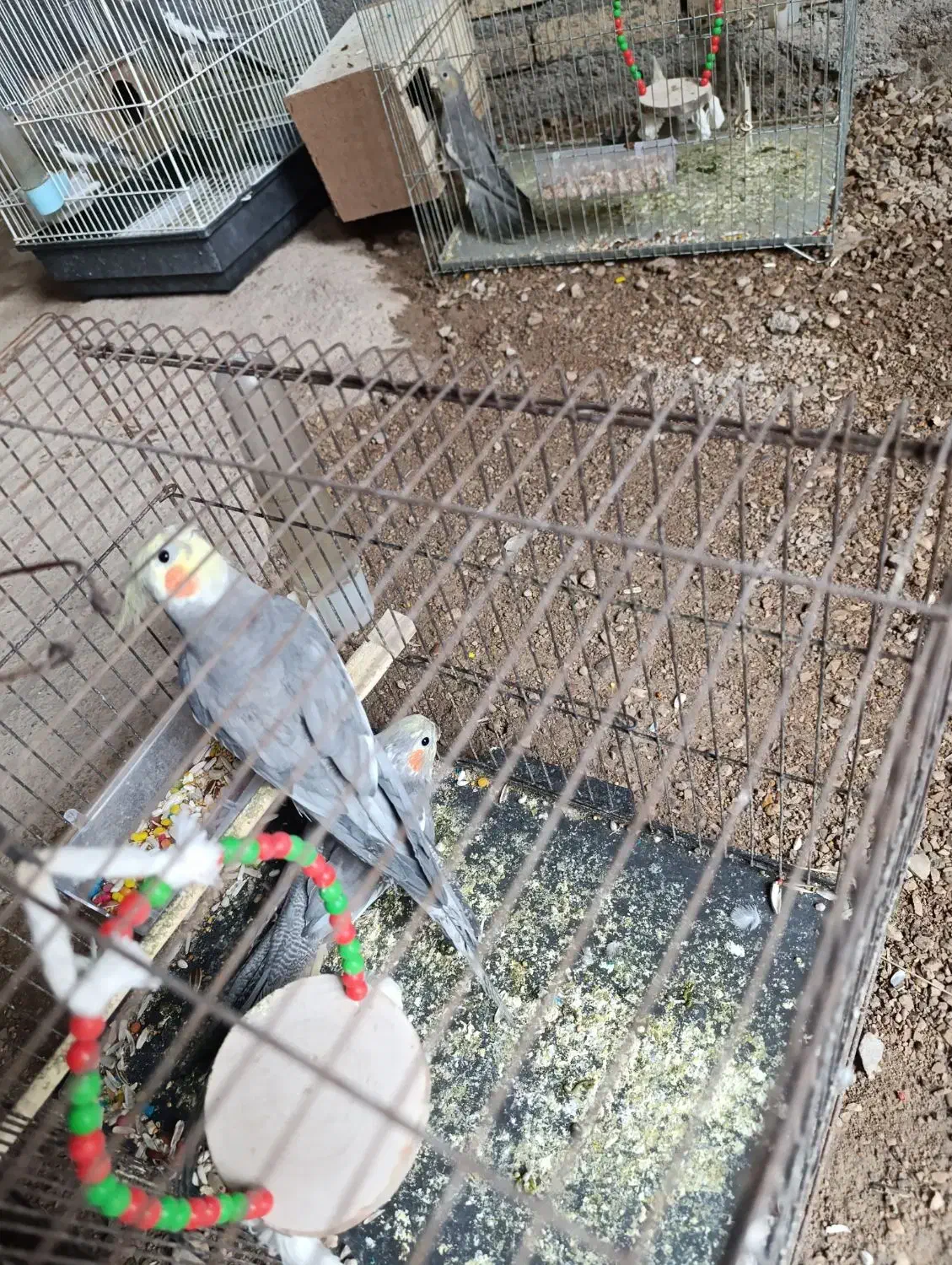 مرغ مینا عروس هلندی|پرنده|دزفول, |دیوار