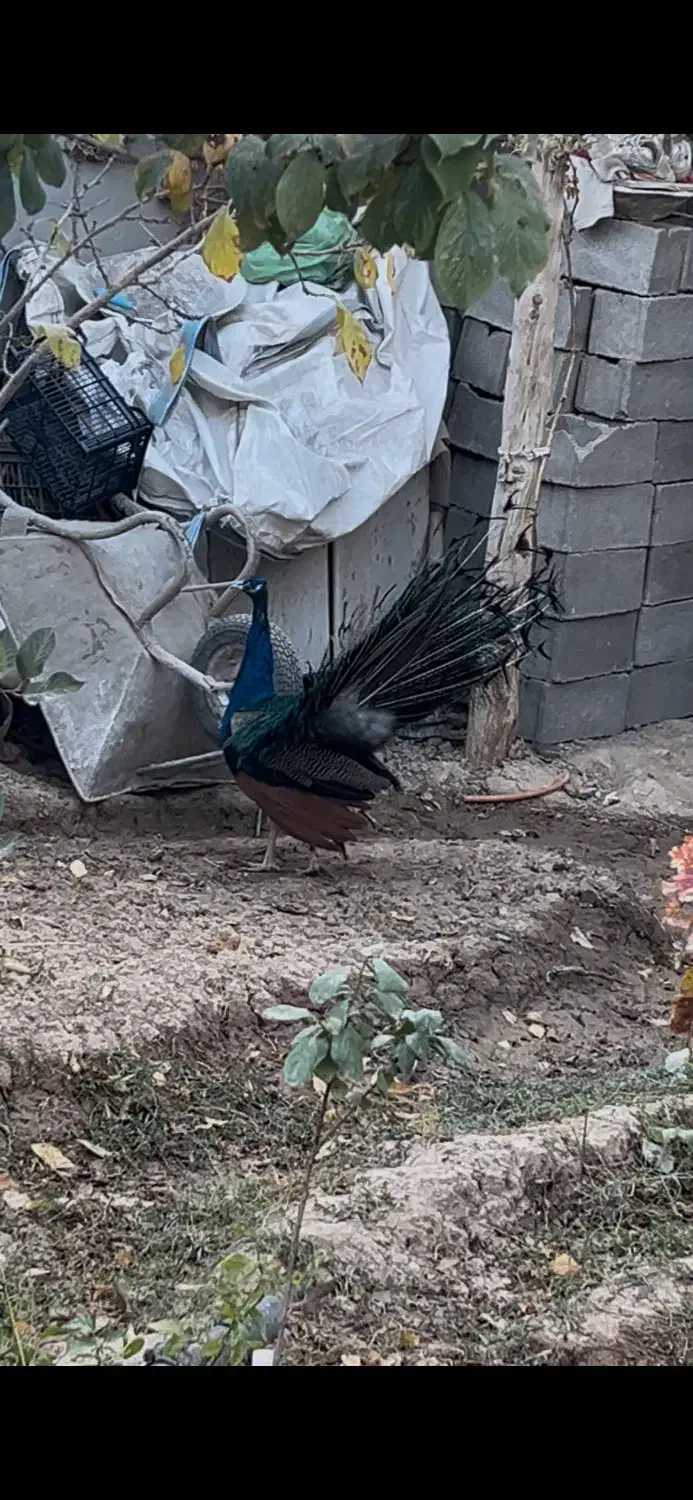 طاووس بالغ|پرنده|شاهرود, |دیوار