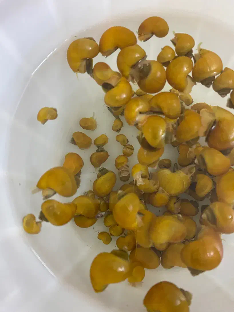 حلزون سیب|ماهی|هشتگرد, فاز ۳ مهستان|دیوار