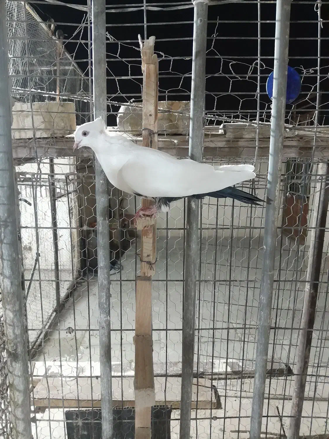 بهبودی زرنگ|پرنده|شیراز, تندگویان|دیوار