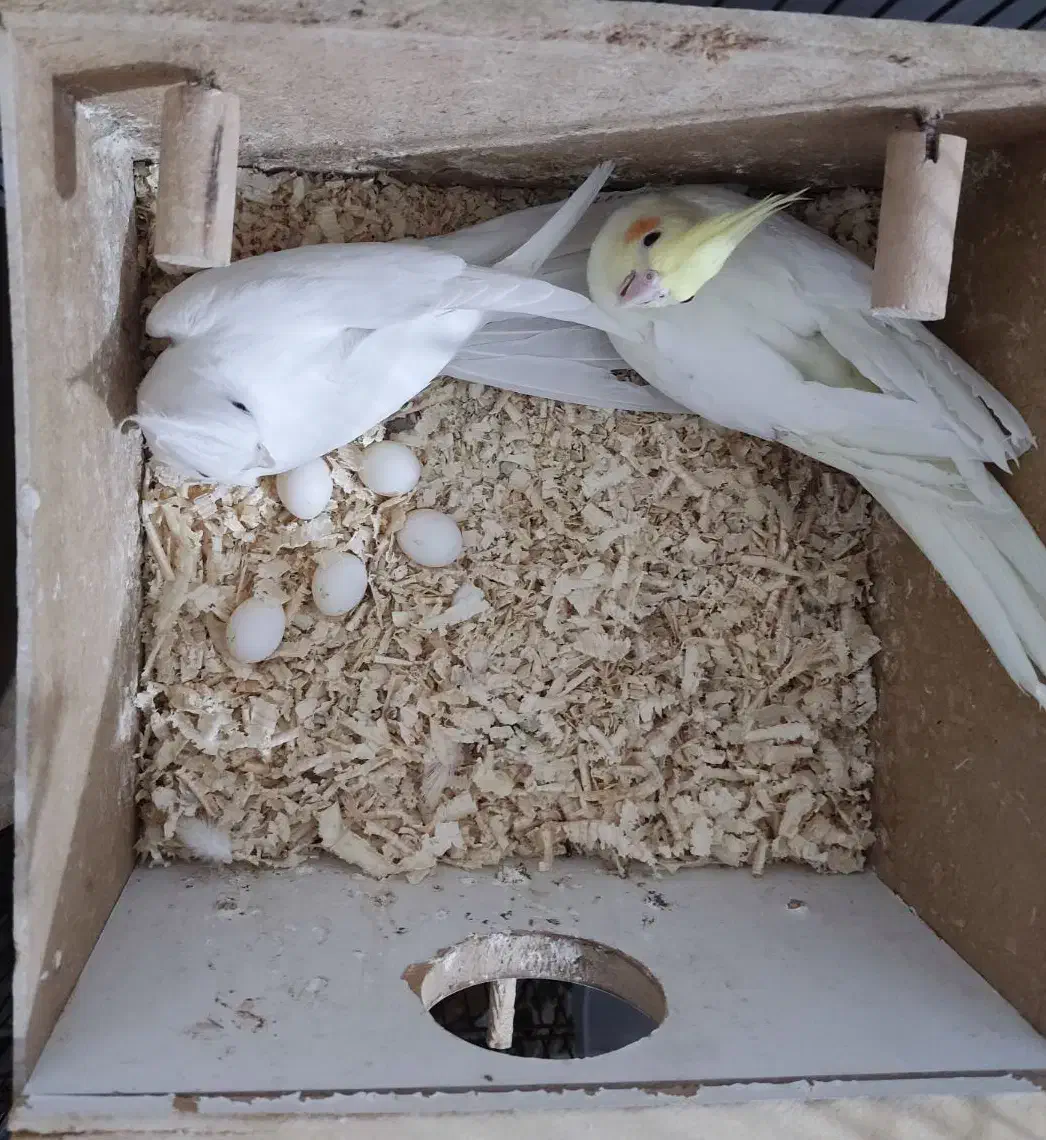 عروس هلندی نر سخنگو|پرنده|ایلام, |دیوار