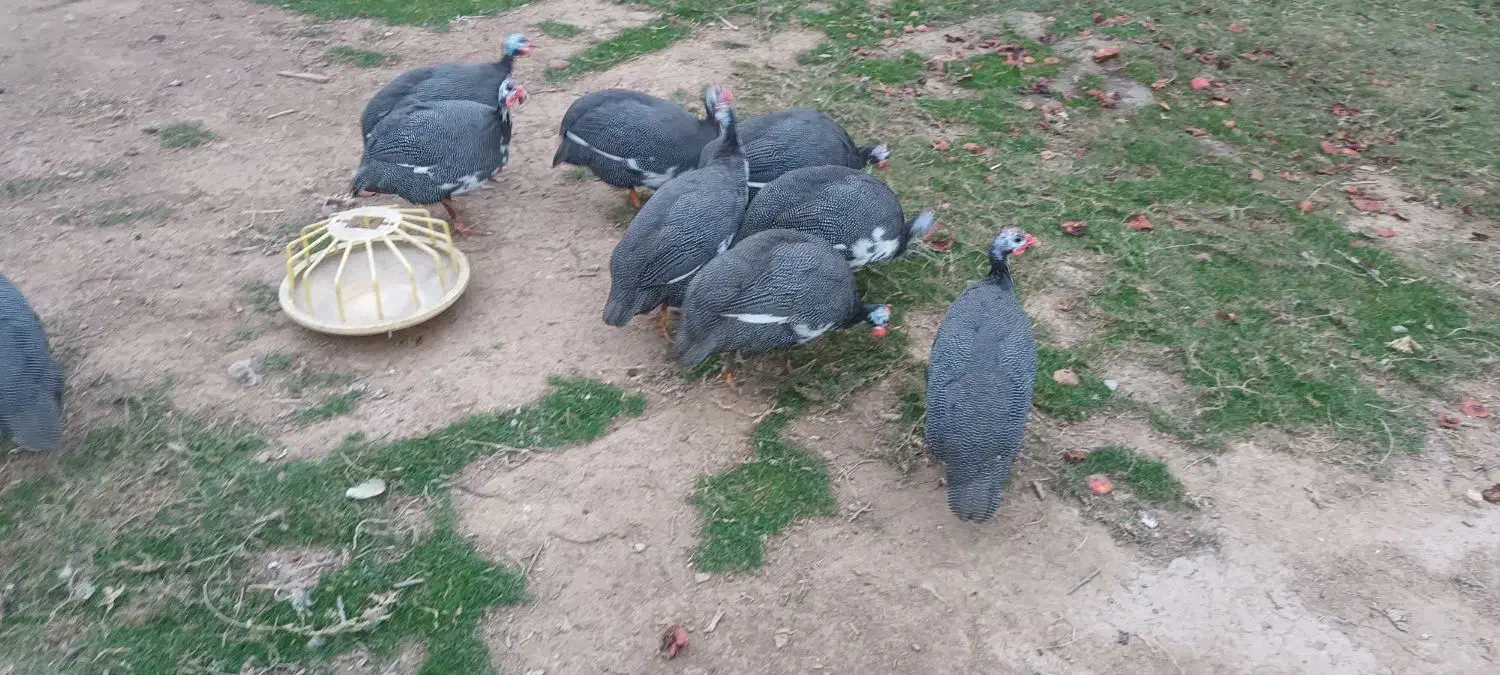 مرغ شاخدار|حیوانات مزرعه|گمیشان, |دیوار