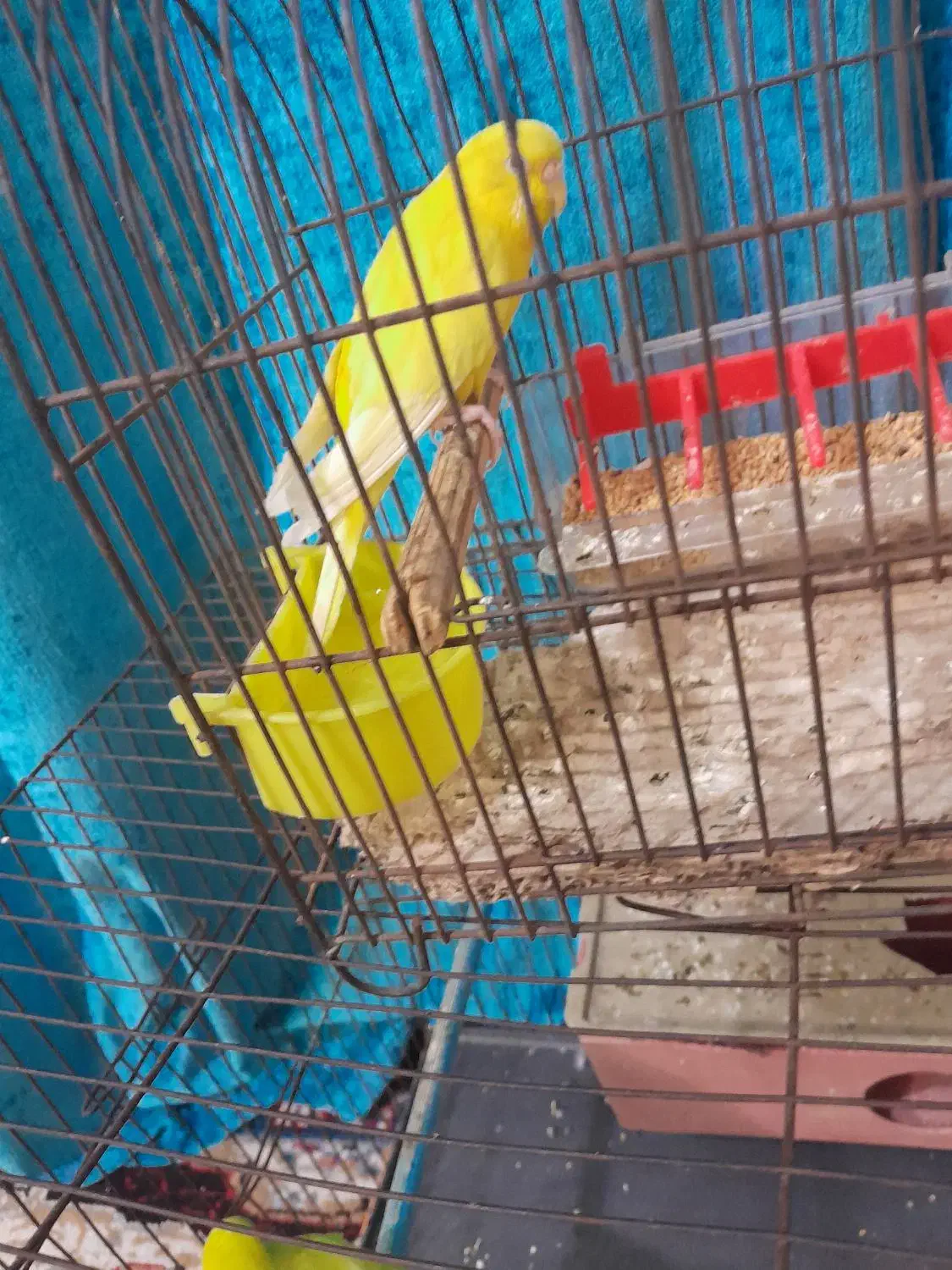 مرغ عشق|پرنده|آبادان, |دیوار