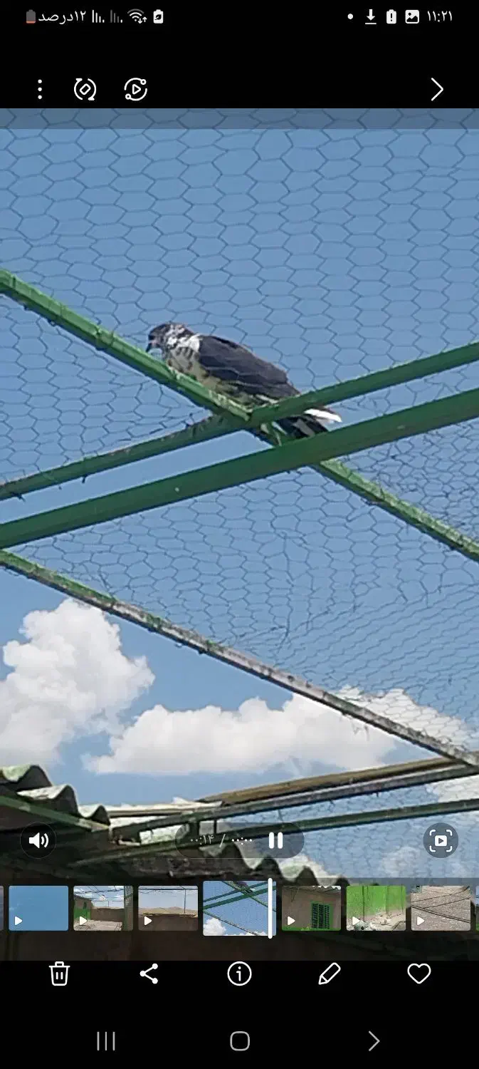 کبوتران پرشی ساعت سنگین|پرنده|کهریزک, |دیوار