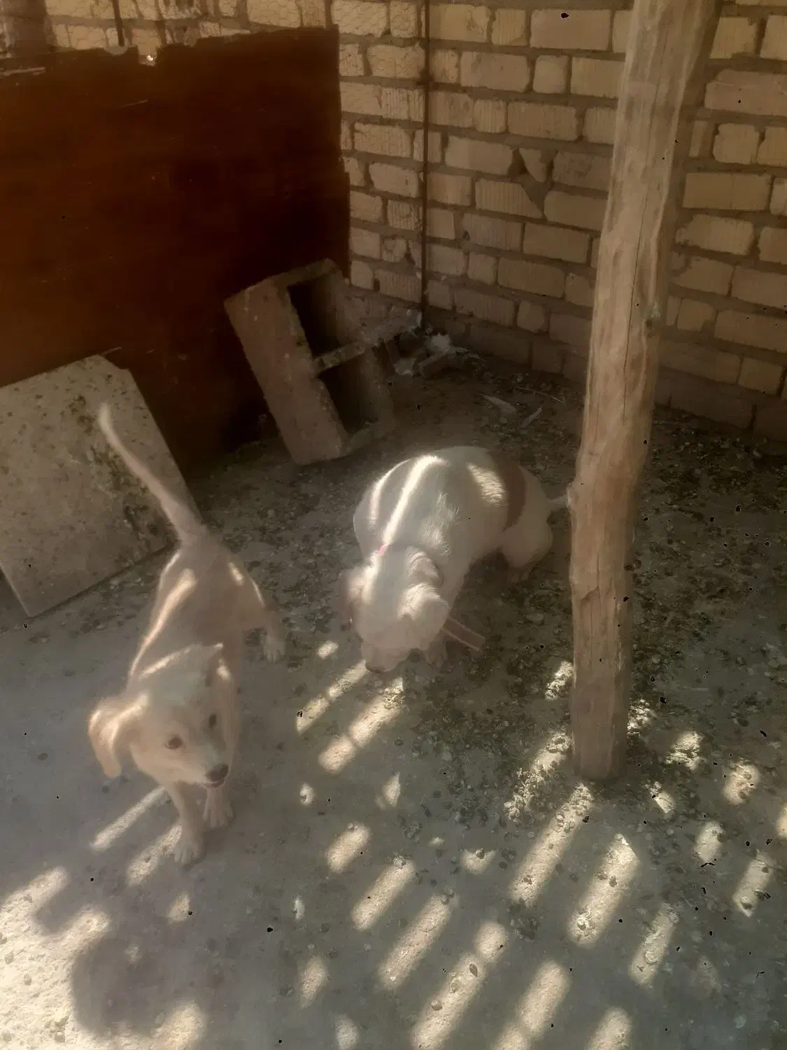 سگ پاپی ماده|سگ|فسا, |دیوار