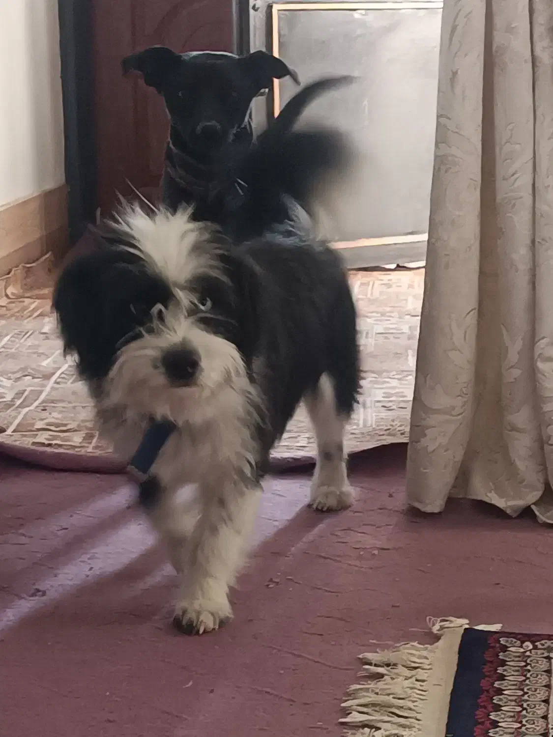 گمشده|حیوانات|طرقبه, |دیوار