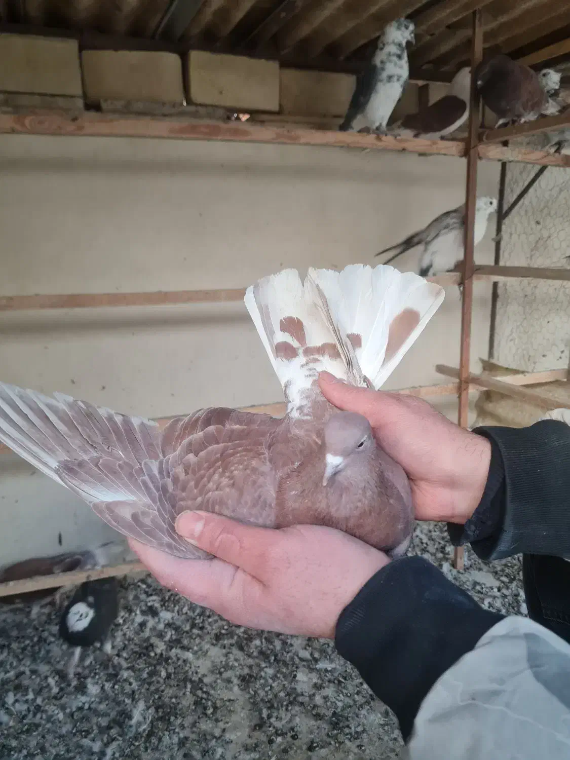 کفتر گرفتنی پرشی|پرنده|تهران, بیسیم|دیوار