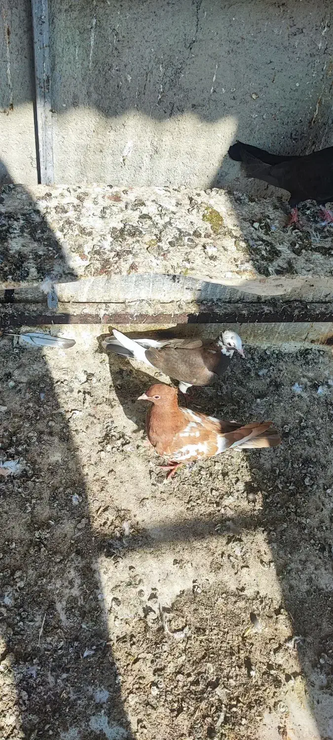 کفتر رنگی|پرنده|آذرشهر, |دیوار