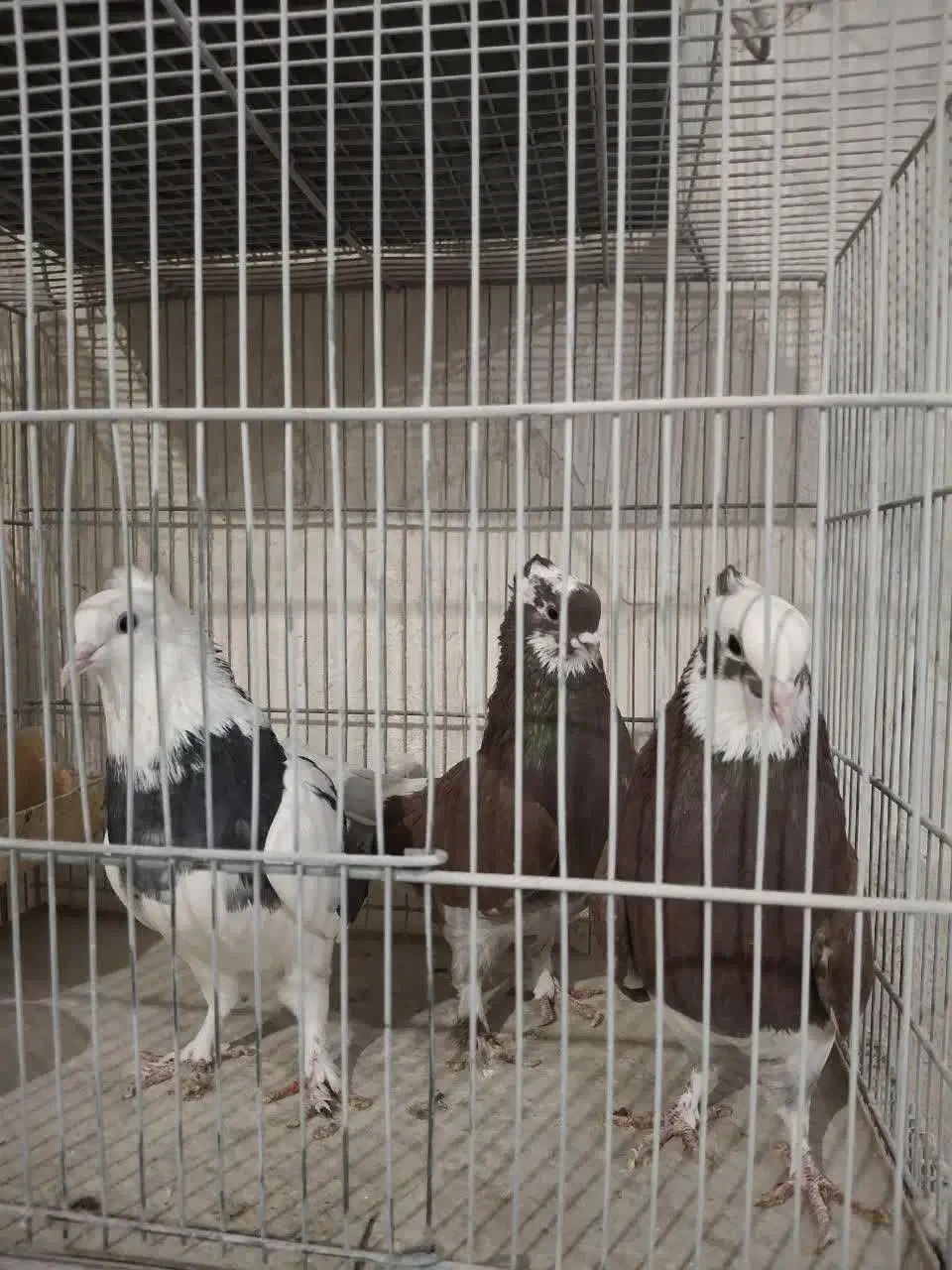 کفترپرشی|پرنده|قم, قلعه کامکار|دیوار