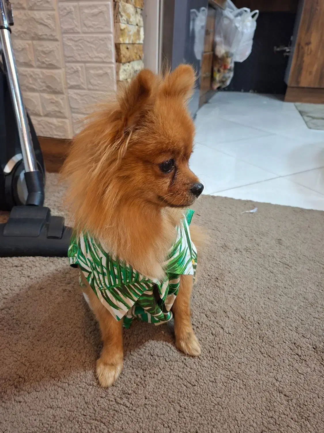 سگ ماده|حیوانات|قم, پردیسان|دیوار