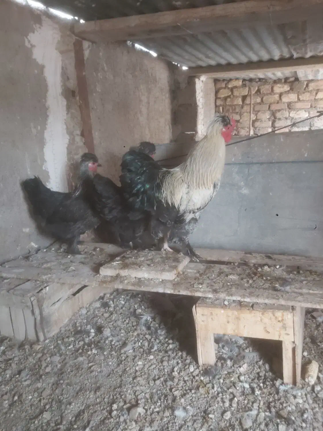 مرغ وخروس|حیوانات مزرعه|قم, بکایی|دیوار