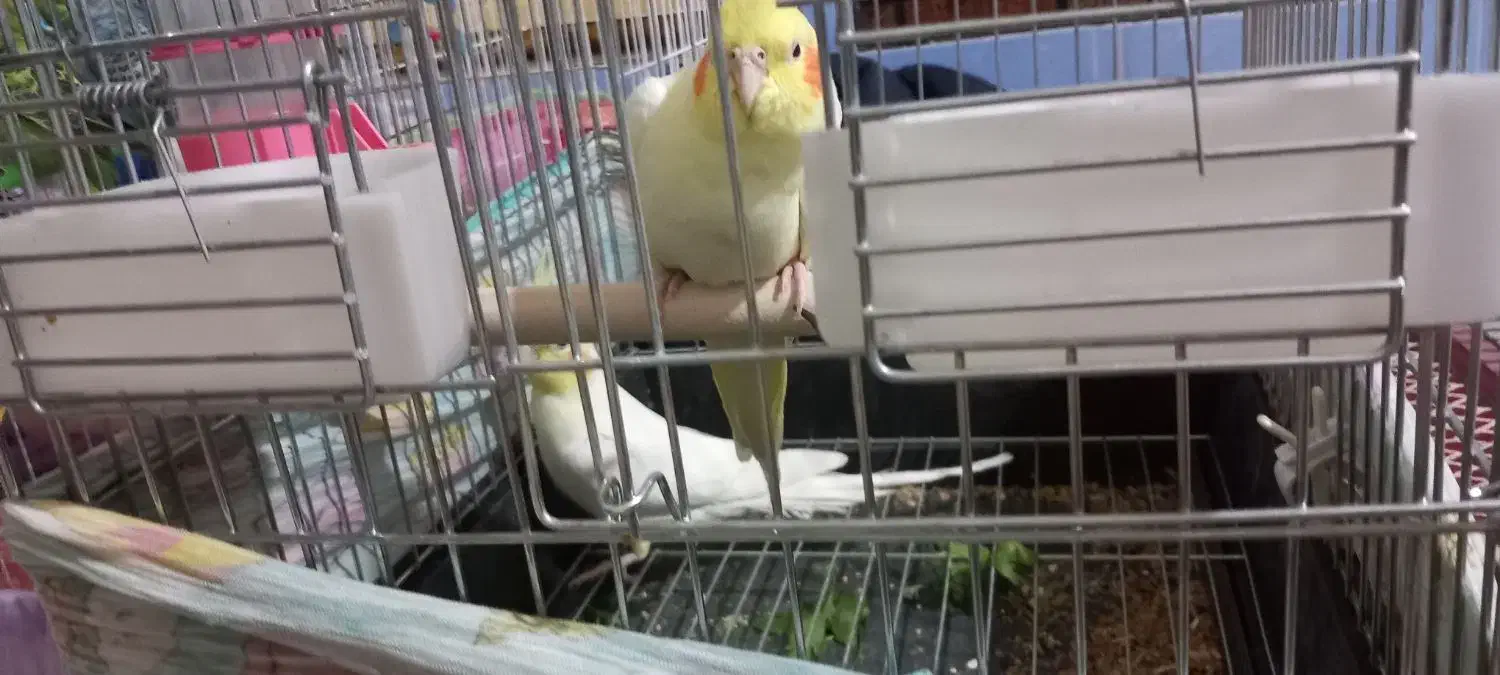 جفت عروس هلندی لوتینو|پرنده|امیدیه, |دیوار