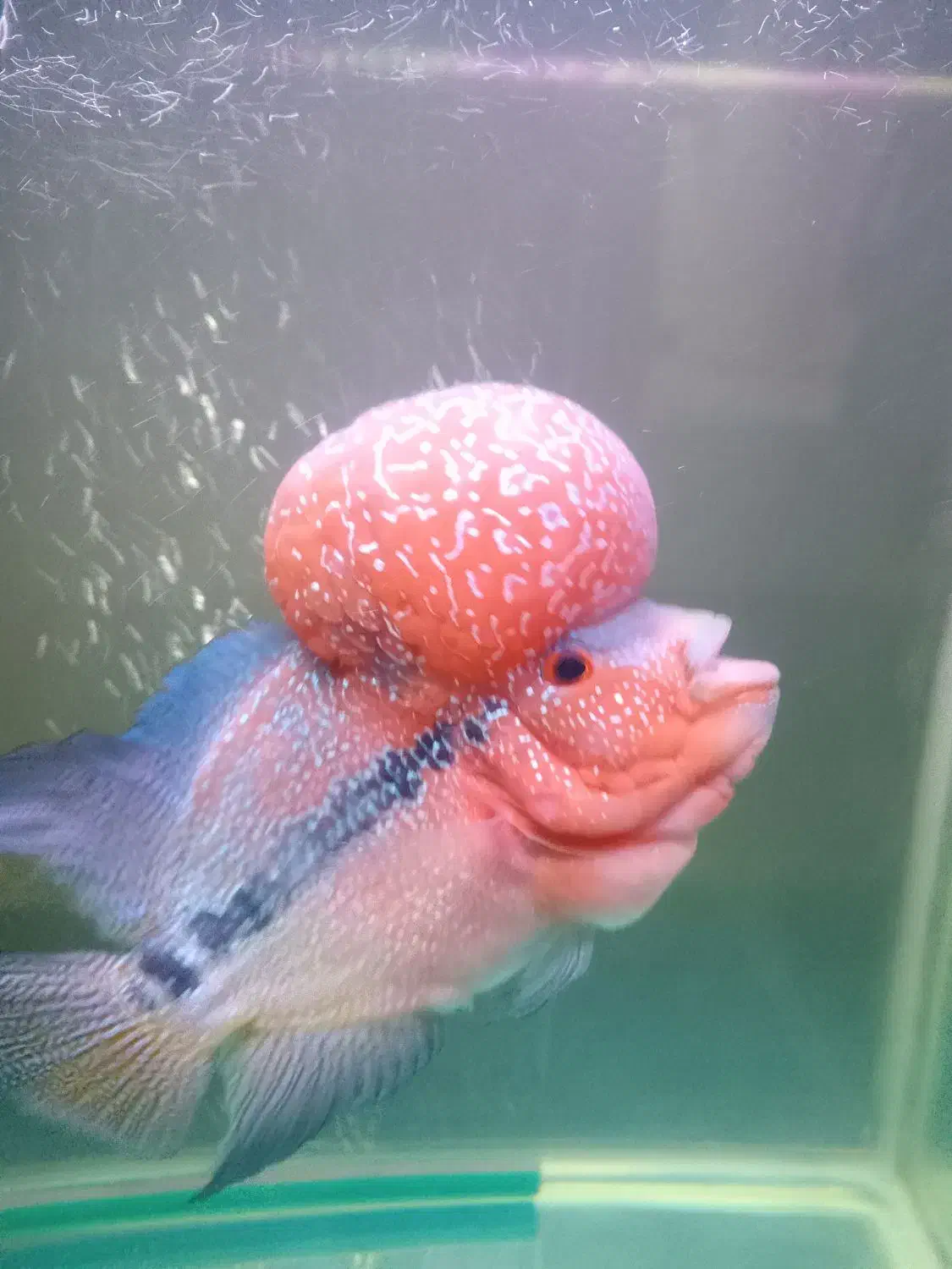 ماهی فلاور|ماهی|تهران, جوادیه|دیوار