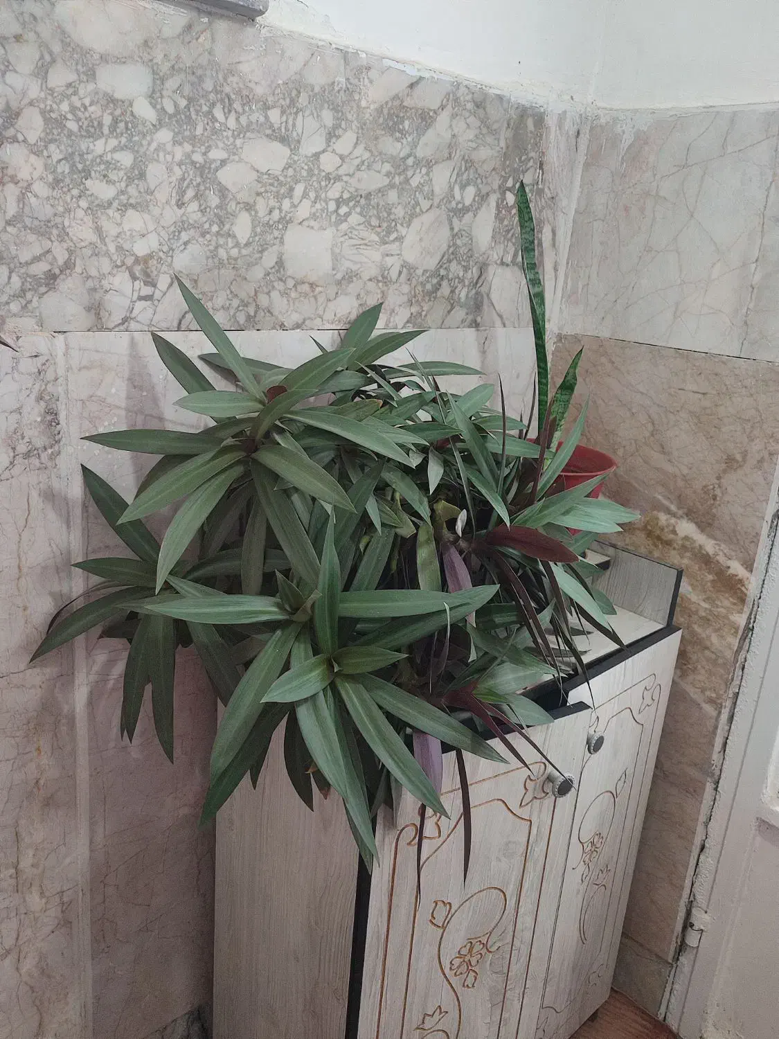 گل طبیعی|گل و گیاه طبیعی|مشهد, شهید شهریاری|دیوار