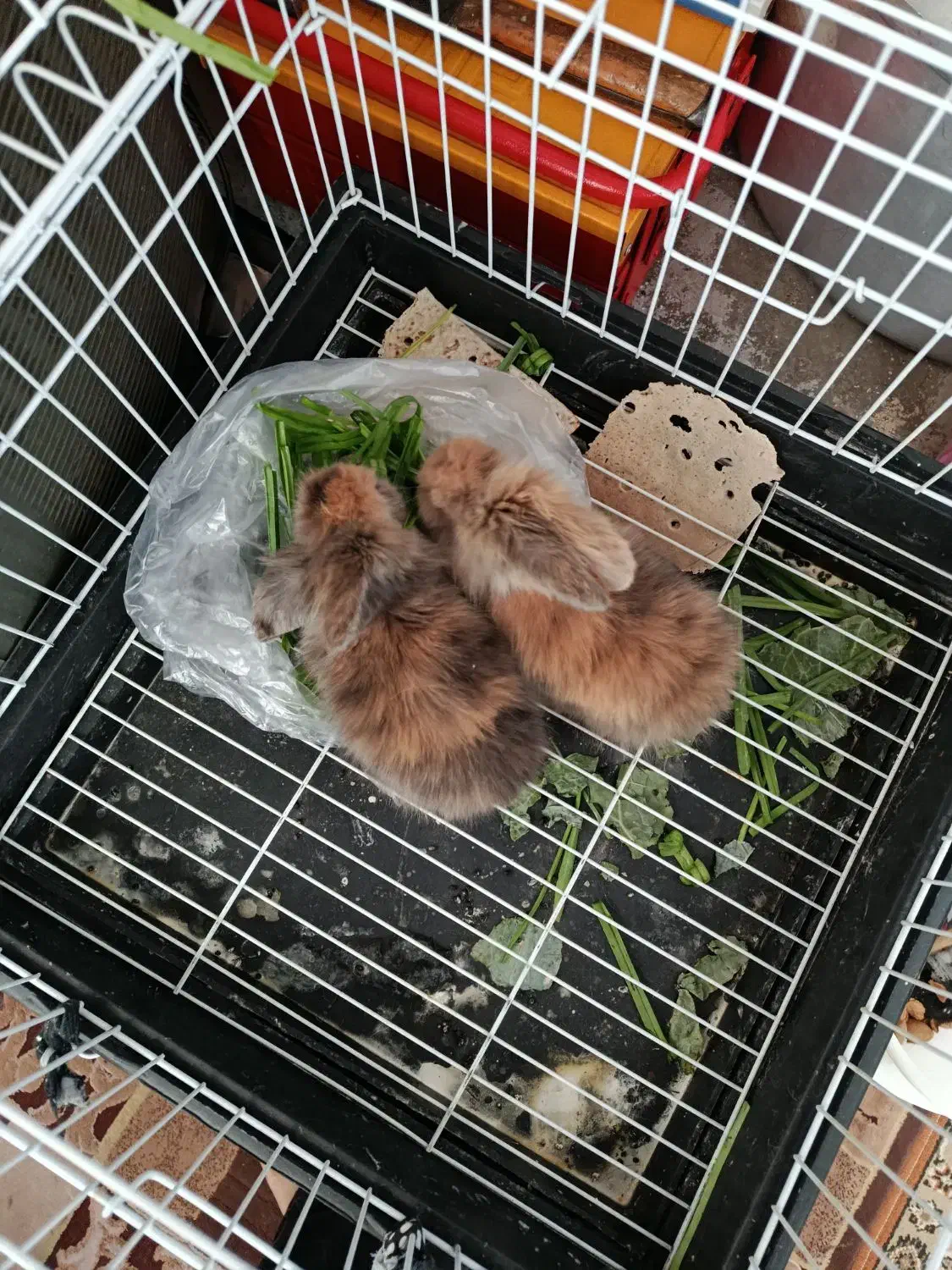 خرگوش|موش و خرگوش|فولادشهر, A2|دیوار