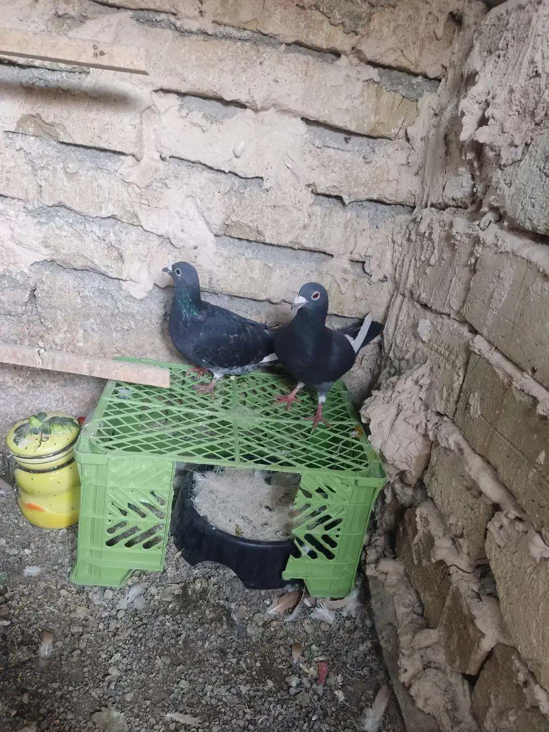 کفتر قره|پرنده|تربت‌حیدریه, هاشمی‌نژاد|دیوار