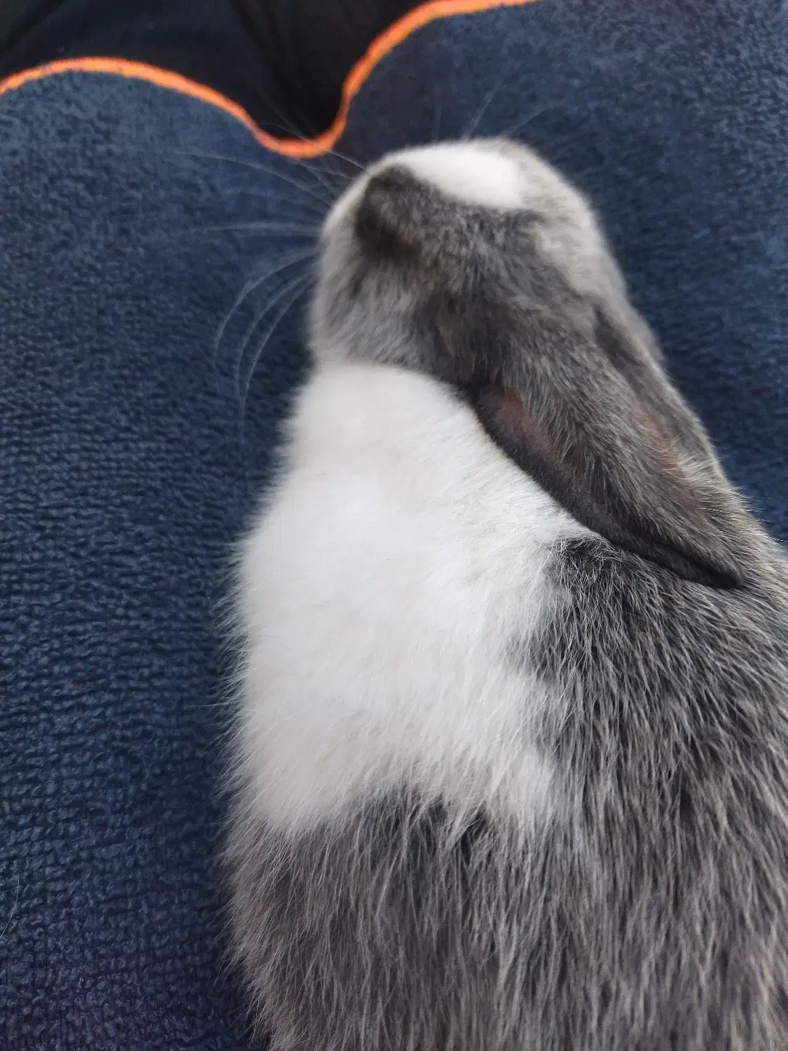 بچه خرگوش|موش و خرگوش|لامرد, |دیوار