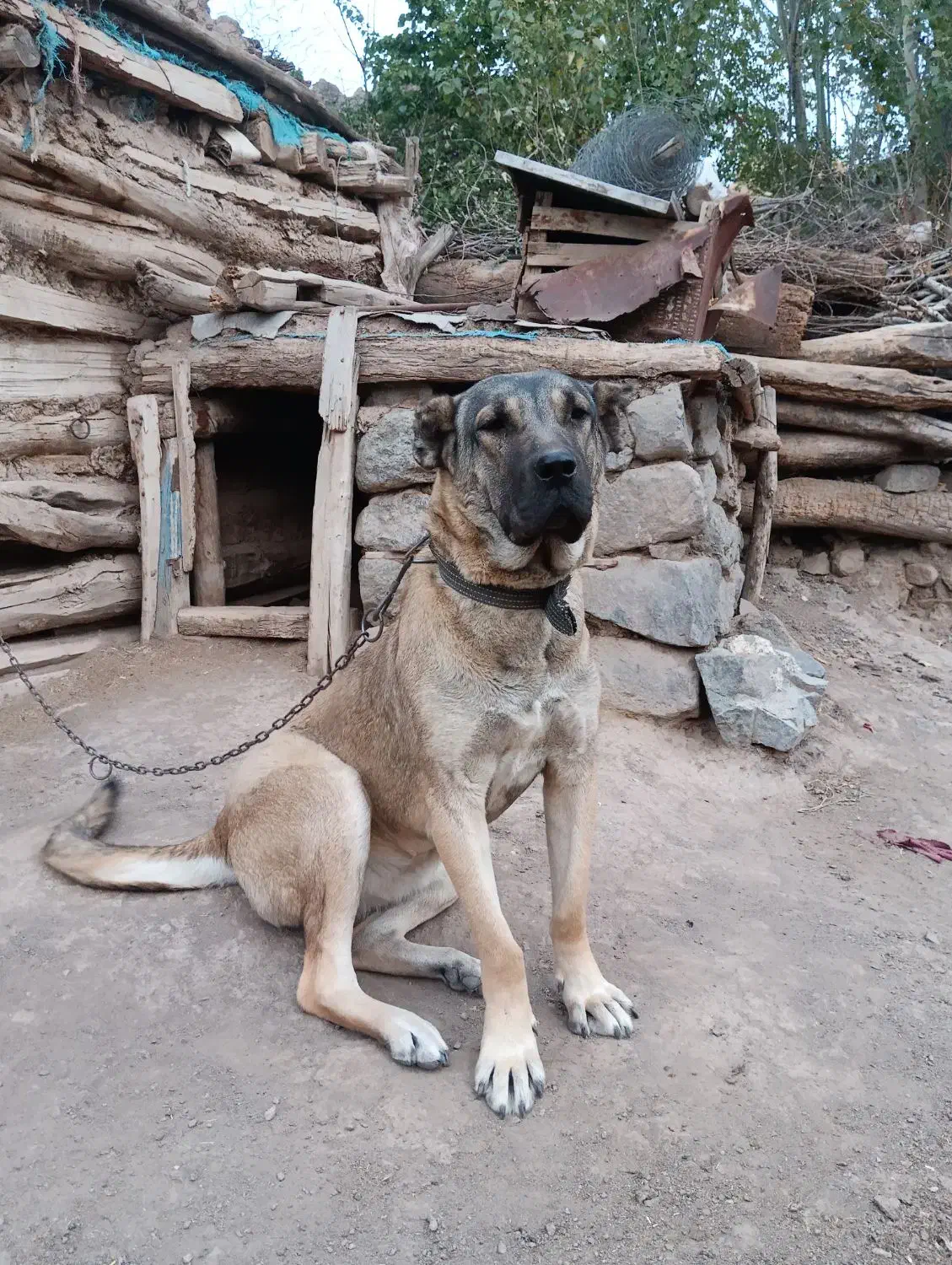 واگذاری|سگ|سراب, |دیوار