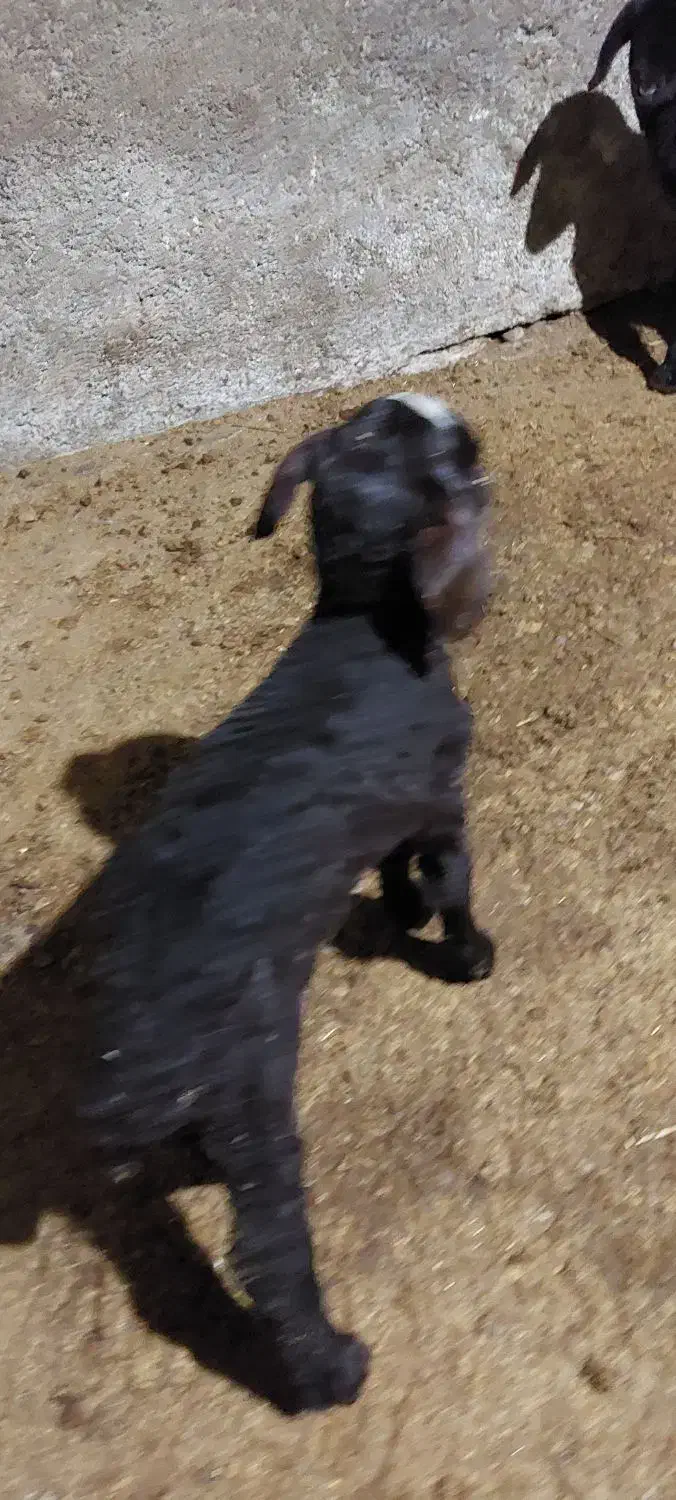 دو عدد گوسفند عالی و درشت|حیوانات مزرعه|خان ببین, |دیوار