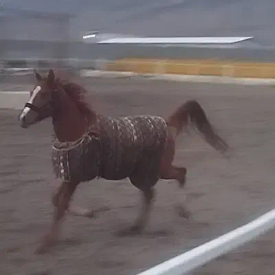 اسب مادیان|اسب و تجهیزات اسب‌سواری|کشکسرای, |دیوار