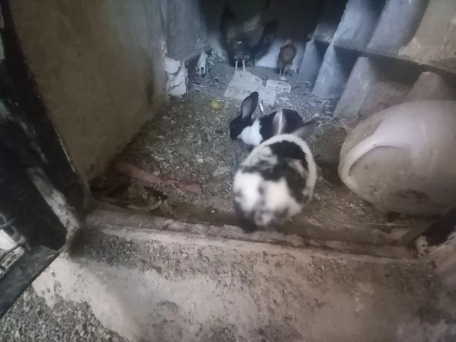 خرگوش|موش و خرگوش|نورآباد, |دیوار