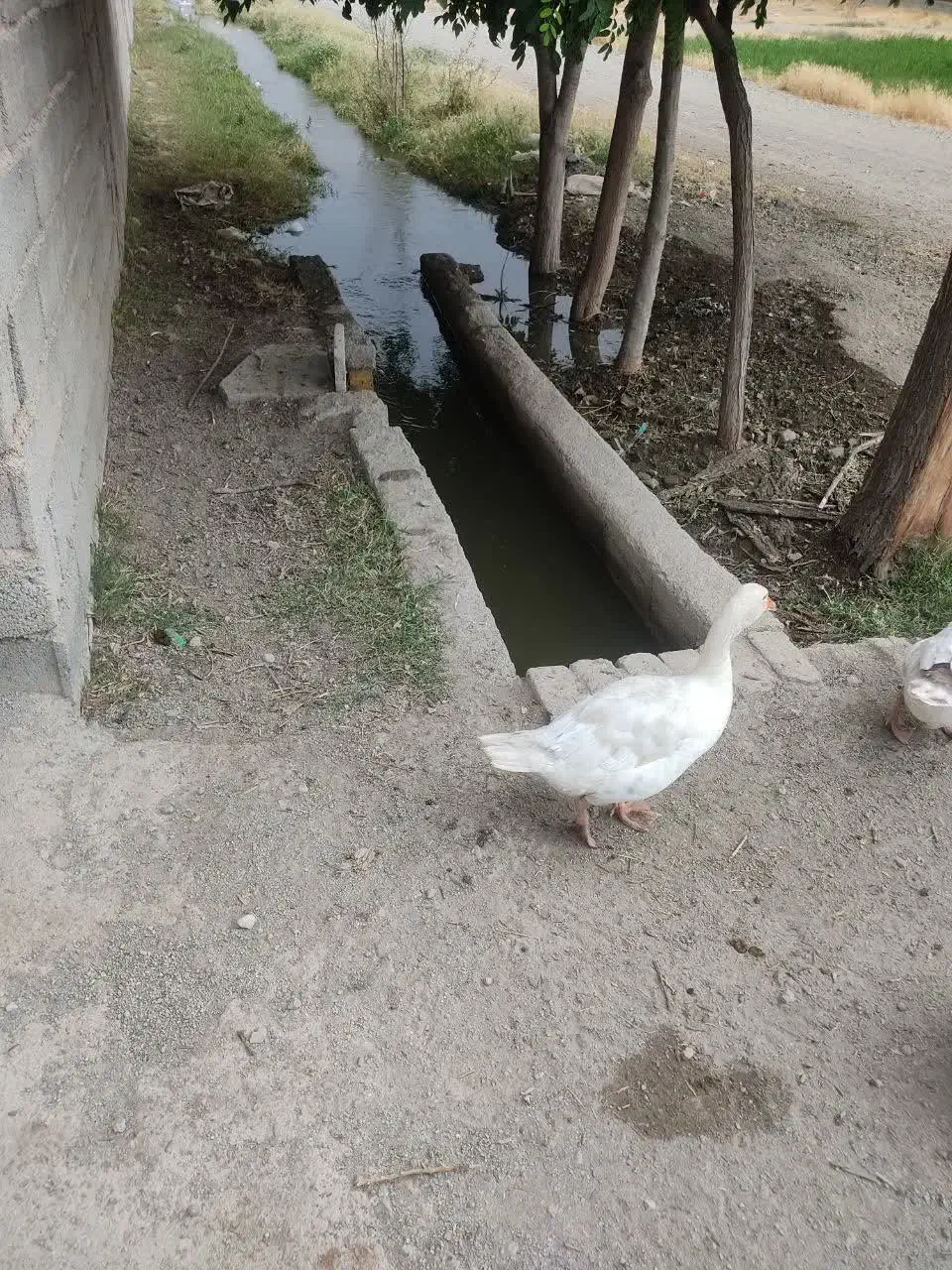 باغچه و ویلایی برا پروزش دام و طیور|اجارهٔ خانه و ویلا|ماهدشت, |دیوار