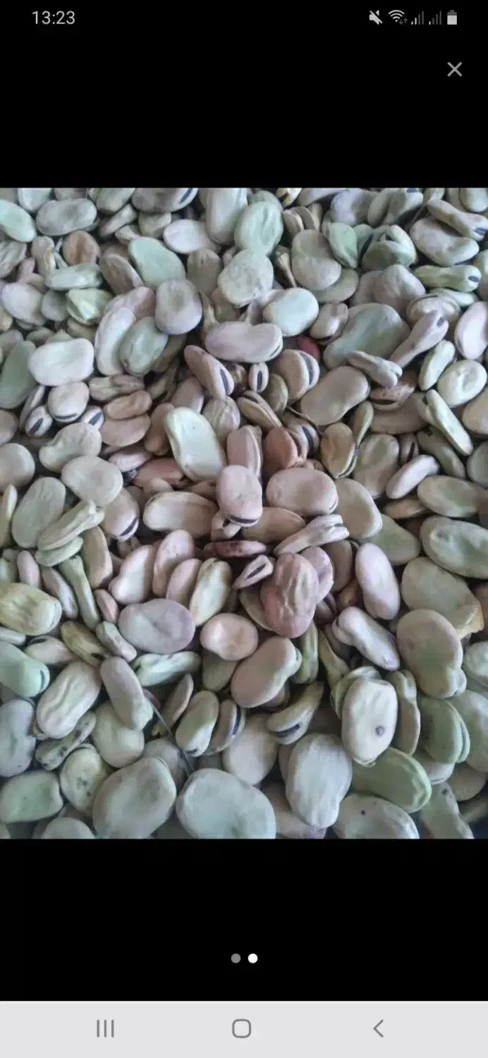 باقلا شاخ بزی درجه یک کیلو ۱۴۰|خوردنی و آشامیدنی|دره شهر, |دیوار