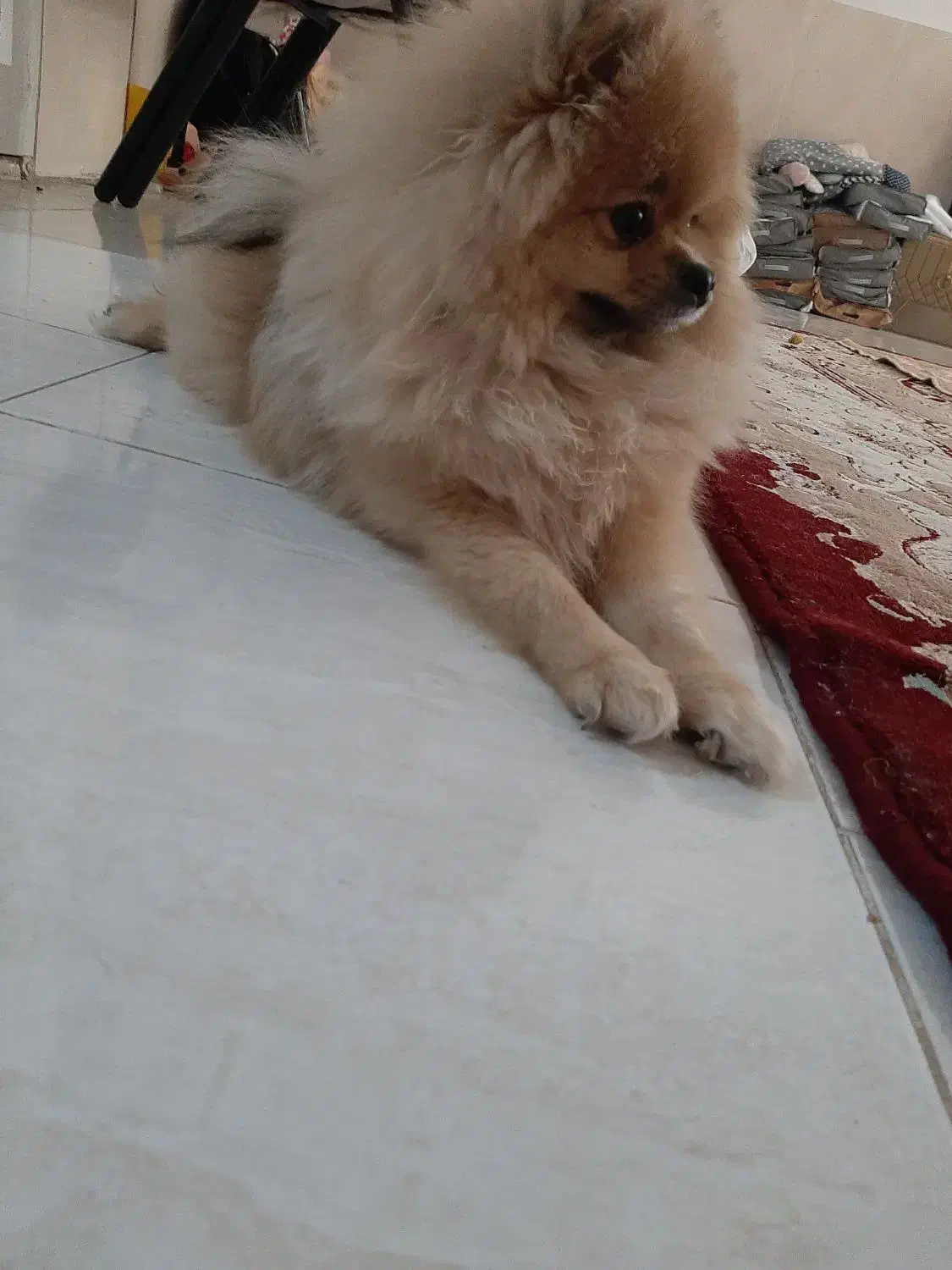 پامرین ماده ۱ساله|سگ|ری, علایین|دیوار